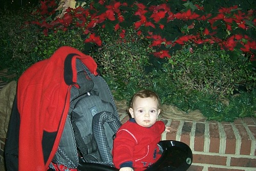 Faren with Pointsettias