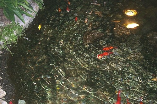 Goldfish in a Stream