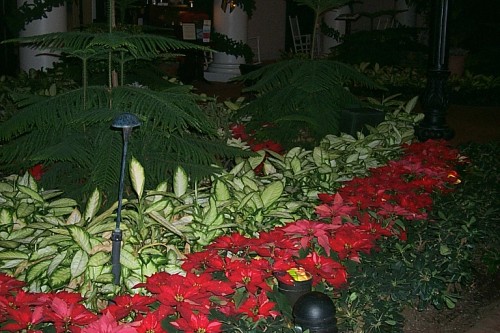 Pointsettias