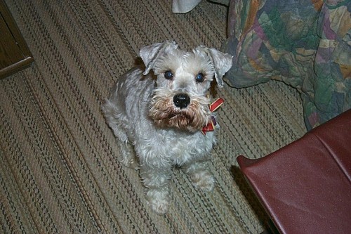 Peppy inside - Our dog