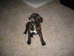 PATCHES WITH HER CHEW TOY