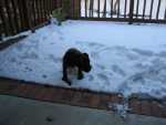 PATCHES MAKING YELLOW SNOW