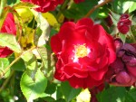 IMG_0191.JPG