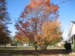 TREE IN FRONT YARD