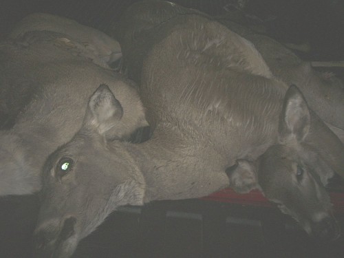3 DEER.jpg