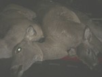 3 DEER.jpg