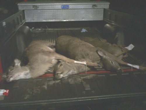 DEERS.jpg