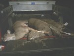 DEERS.jpg
