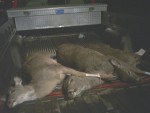 DEER IN TRUCK.jpg