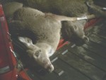 MORE DEER.jpg