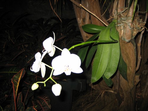 FLOWER GROWING FROM TREE.JPG