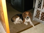 SNOOPY'S NOT A MOM ---YET