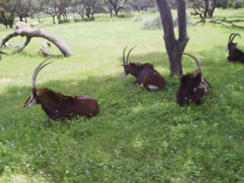 S2010009.JPG