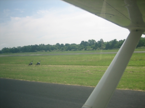 Turkeys on runway