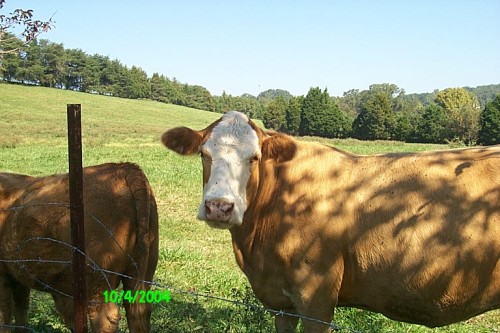 Elmer and Ann's neighbors.JPG