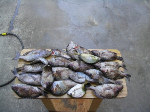 Bunch-o-fish on stand.